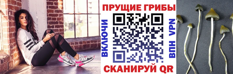 Псилоцибиновые грибы Psilocybine cubensis  Любань 